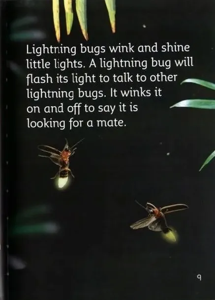 collins-reading-level-2-the-rainforest-at-night-autor-nic-bishop