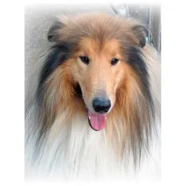 mozaika-diamentowa-5d-lassie-40x30cm