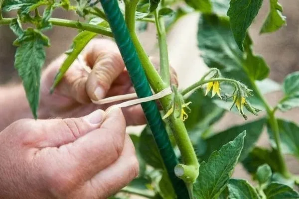 tyczki-11-x-100cm-10szt-kod-producenta-typ11100