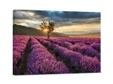 obraz-na-plotnie-pole-lawendy-60x40-cm