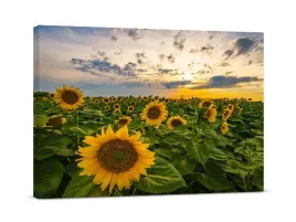 obraz-na-plotnie-pole-slonecznikow-60x40-cm