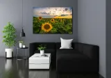 obraz-na-plotnie-pole-slonecznikow-60x40-cm-stan-nowy