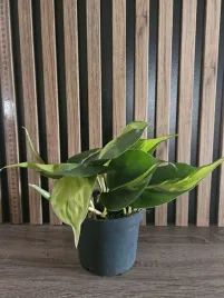 filodendron-brasil-philodendron-brasil-sadzonka-20-cm