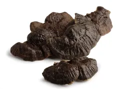 reishi-lakownica-zoltwa-suszona-100g