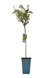 agrest-zielony-invicta-c2-roslina-szczepiona