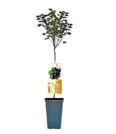 porzeczka-czarna-titania-c2-roslina-szczepiona-na-pniu