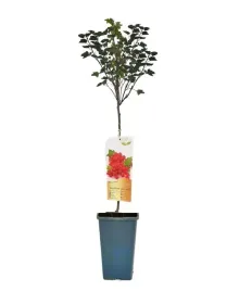 porzeczka-czerwona-jonkheer-van-tet-s-roslina-szczepiona-na-pniu