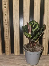 calathea-makoyana-sadzonka-15-cm