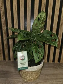 monstera-obliqua-leichtlinii-w-wiklinowej-oslonce-25-cm