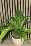 paproc-asplenium-gioia-sadzonka-45-cm