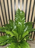 paproc-asplenium-gioia-sadzonka-45-cm-rodzaj-rosliny-rosliny-zielone