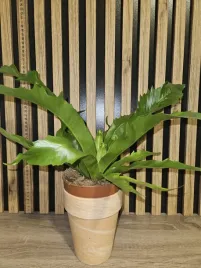 paproc-asplenium-gioia-sadzonka-25-cm