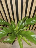 paproc-asplenium-gioia-sadzonka-25-cm-rodzaj-rosliny-rosliny-zielone