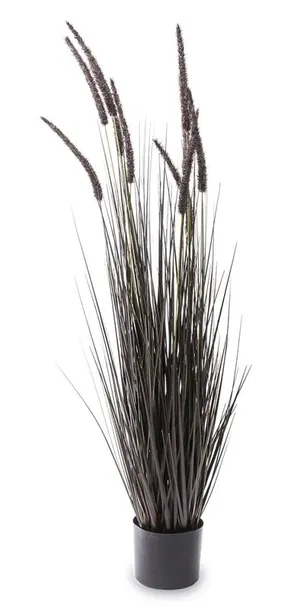 roslina-dekoracyjna