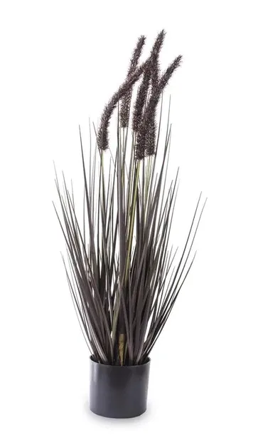 roslina-dekoracyjna