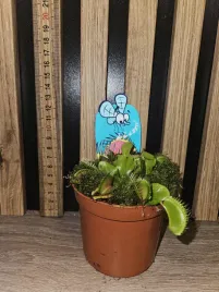 mucholowka-amerykanska-dionaea-muscipula-sadzonka-10-cm