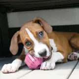 kong-puppy-activity-ball-m-stan-nowy