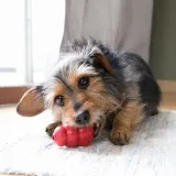 kong-classic-xs-6cm-stan-nowy