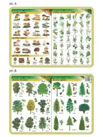podkladka-edu-024-grzyby-rosliny-lecznicze