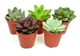 echeveria-zestaw-5-szt-mix-nr-2-p5