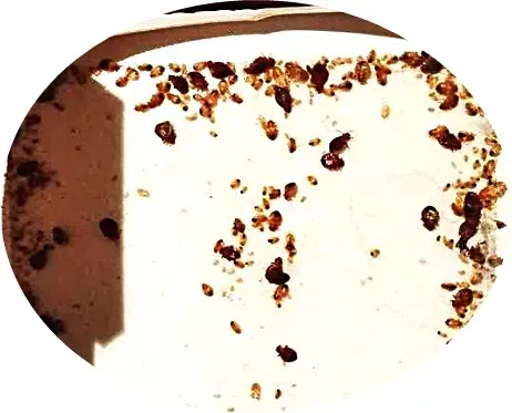 pulapka-na-pluskwy-panko