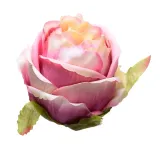roza-glowka-krem-roz
