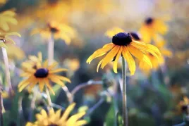 rudbekia-plakat-premium-120x90-cm