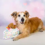 zabawka-interaktywna-torcik-marka-dingo