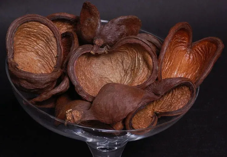 susz-dekoracyjny-badam-lakierowany-naturalny-do-kompozycji-12-sztuk-stan-nowy