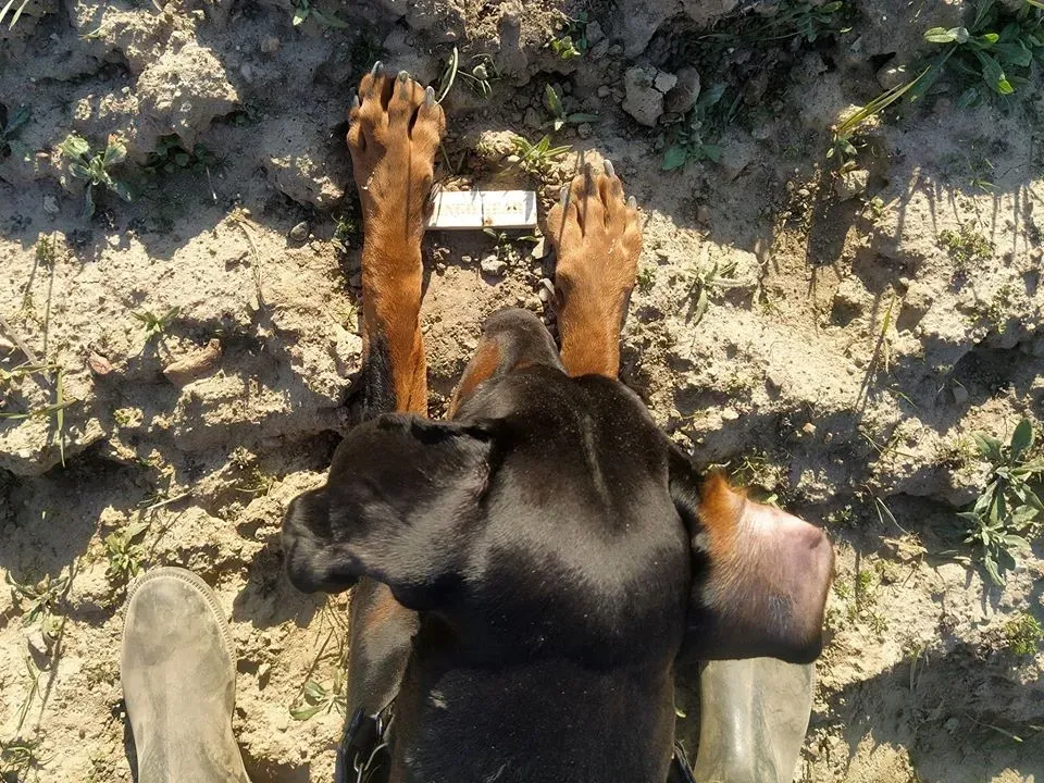 przedmiot-na-slad-z-drewna