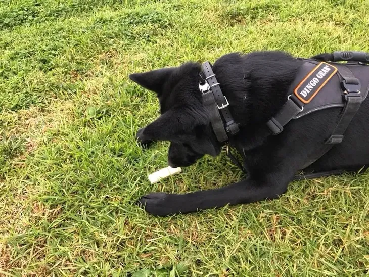 przedmiot-na-slad-z-drewna-marka-dingo-gear