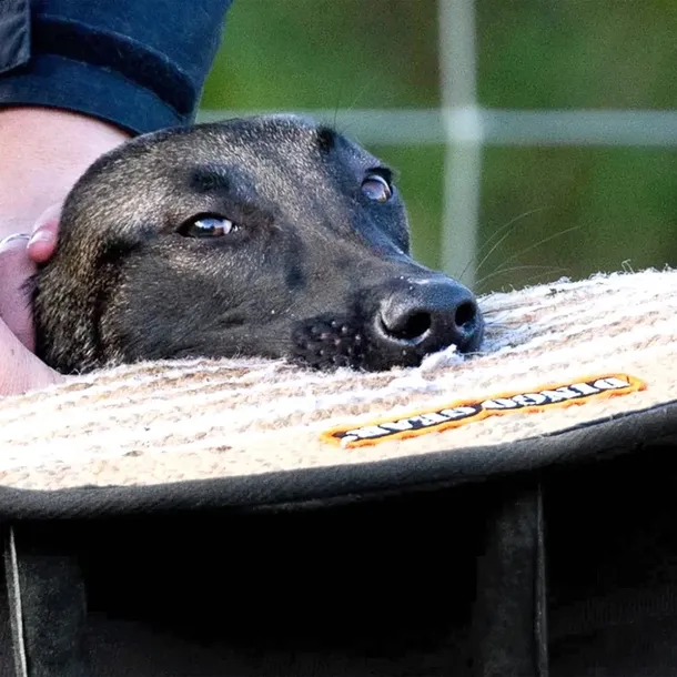 klin-z-juty-gizmo-stan-nowy-zastosowanie-trening-psow-pracujacych