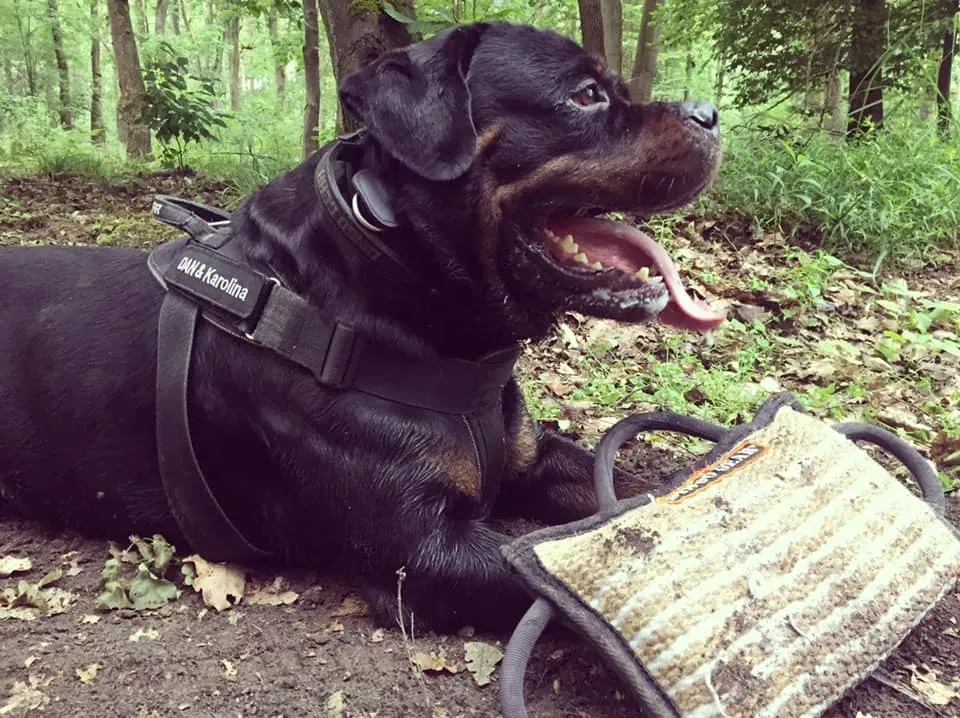 klin-z-juty-ekstra-medium-stan-nowy