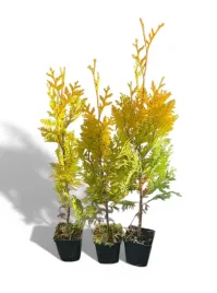 tuja-europe-gold-zywotnik-zachodni-doniczka-05l-p9