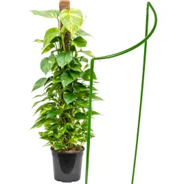 podpora-metalowa-do-roslin-ogrodowych-60-cm-zielona-stabilna-framado-polska