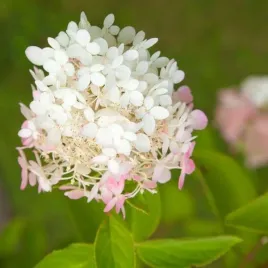 hortensja-bukietowa-ruby-syn-angel-s-blush-sadzonka-w-pojemniku-2l