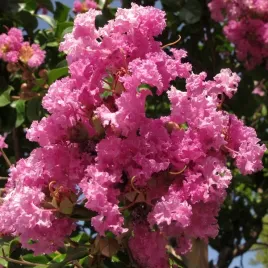 lagerstremia-indyjska-bez-poludnia-sadzonka-w-pojemniku-6l