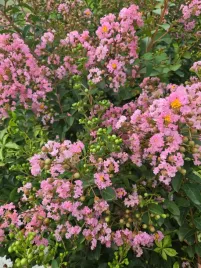 lagerstremia-indyjska-jasny-roz-bez-poludnia-p9-c1