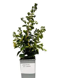 lagerstremia-indyjska-petite-orchidee-2l