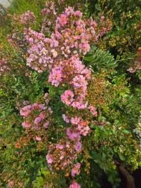 lagerstremia-indyjska-pink-2l