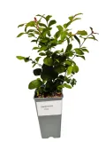lagerstremia-indyjska-pink-2l-rodzaj-rosliny-inny