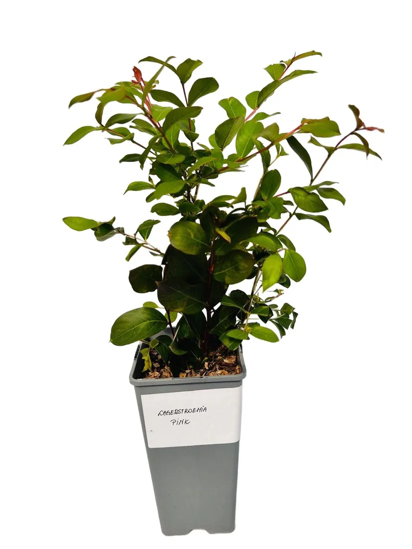 lagerstremia-indyjska-pink-2l-rodzaj-rosliny-inny