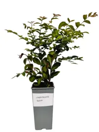 lagerstremia-indyjska-rubra-2l