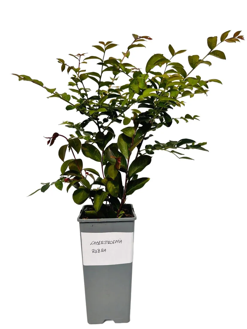 lagerstremia-indyjska-rubra-2l