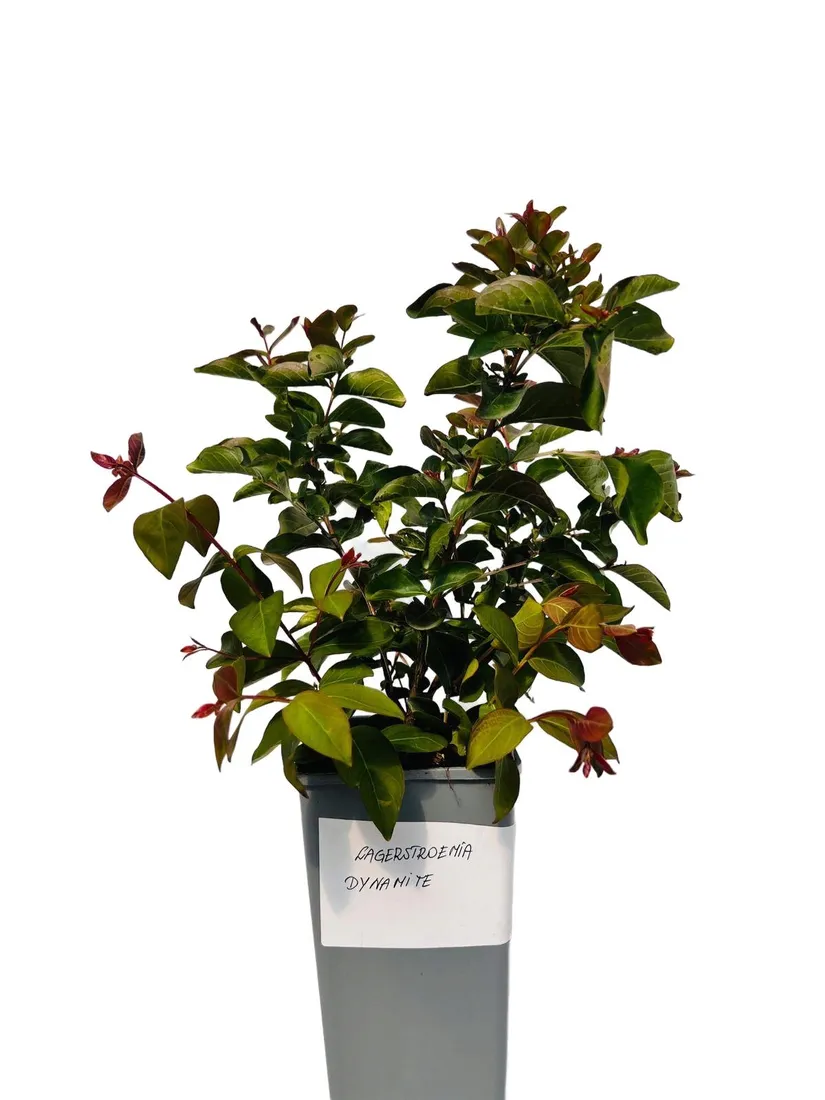 lagerstremia-indyjska-dynamite-2l