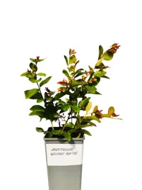 lagerstremia-indyjska-berlingot-menthe-2l