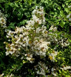 lagerstremia-indyjska-white-bez-poludnia-poj-c6