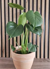 monstera-deliciosa-sadzonka-50-cm