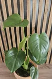 monstera-deliciosa-sadzonka-50-cm-rodzaj-rosliny-rosliny-zielone