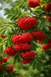 jarzab-pospolity-poj-c2